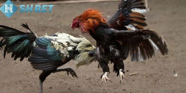 Cockfighting at SHBET: A Complete Guide for Players