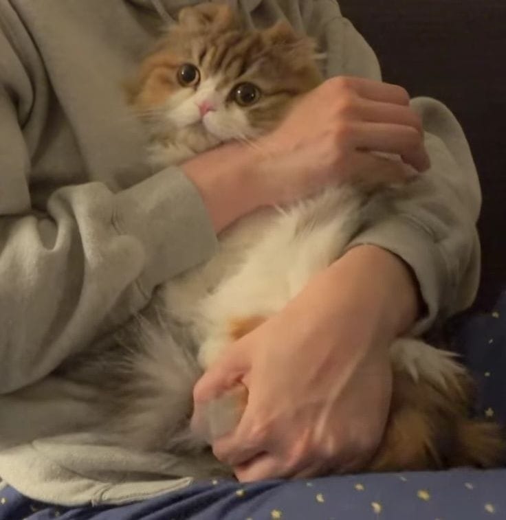 Cute Anime Girl Holding Cat