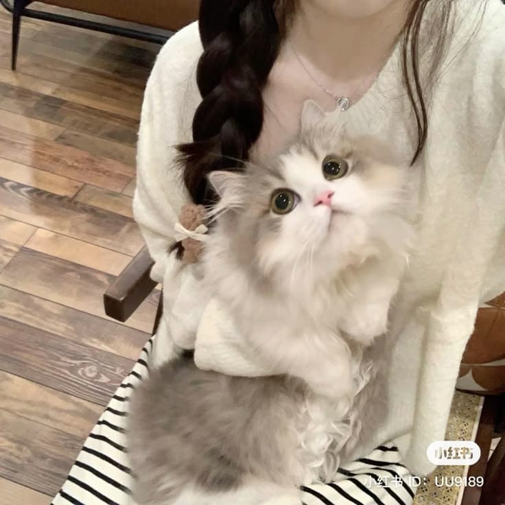 Girl With Cat Wallpapers