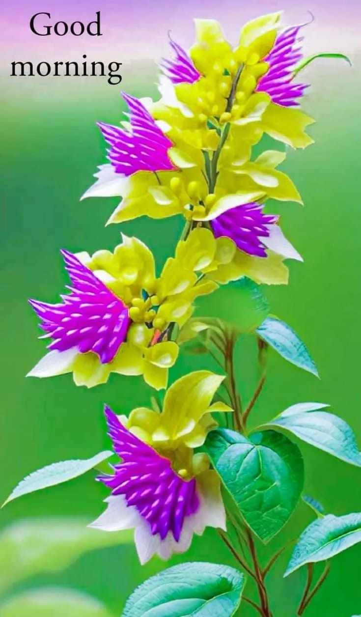 Good Morning Flowers Pictures