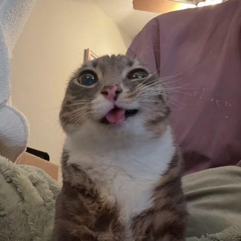 Goofy Cat Images