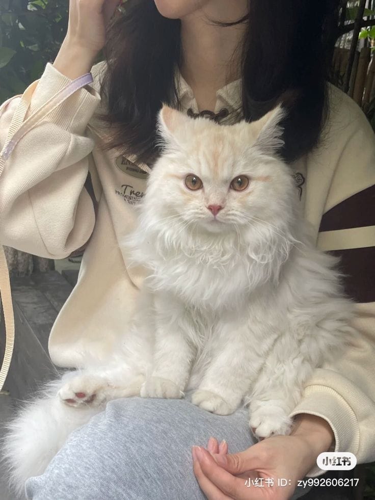 Stylish Girl With Cat Dpz