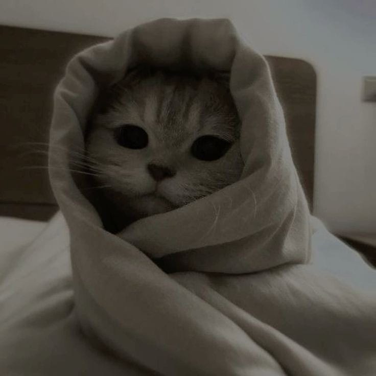 black cat pfp