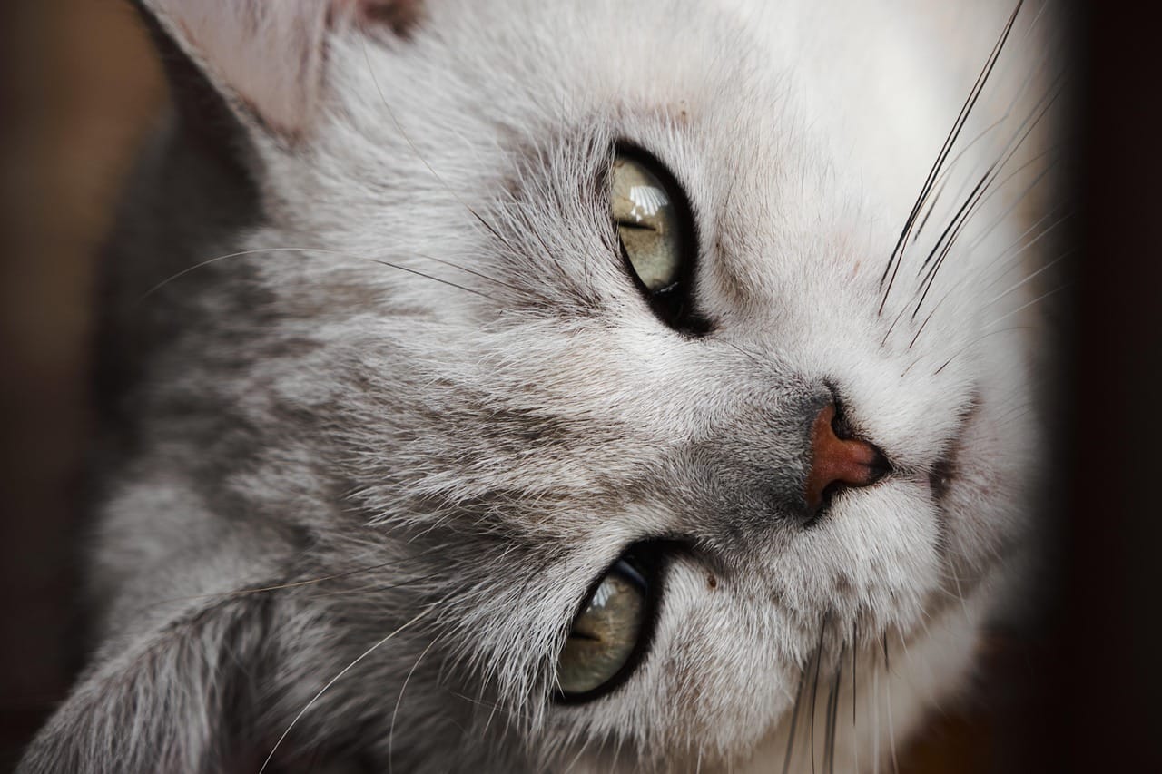 blaze the cat pfp