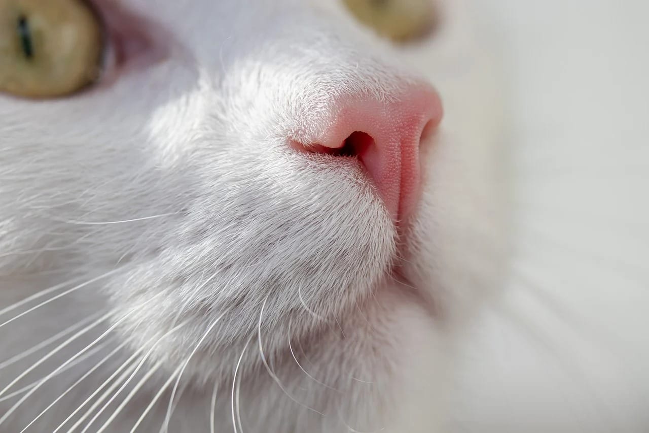 cat pfp