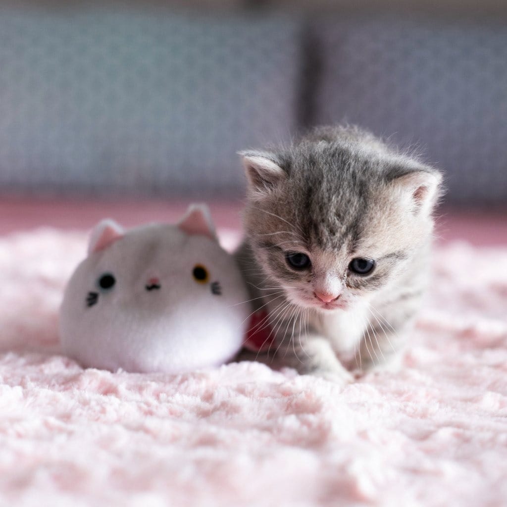 cat pfp