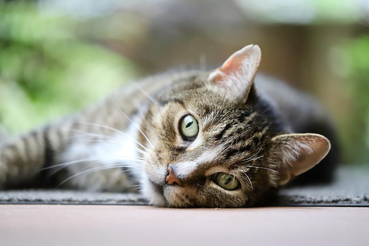 cat pfp discord