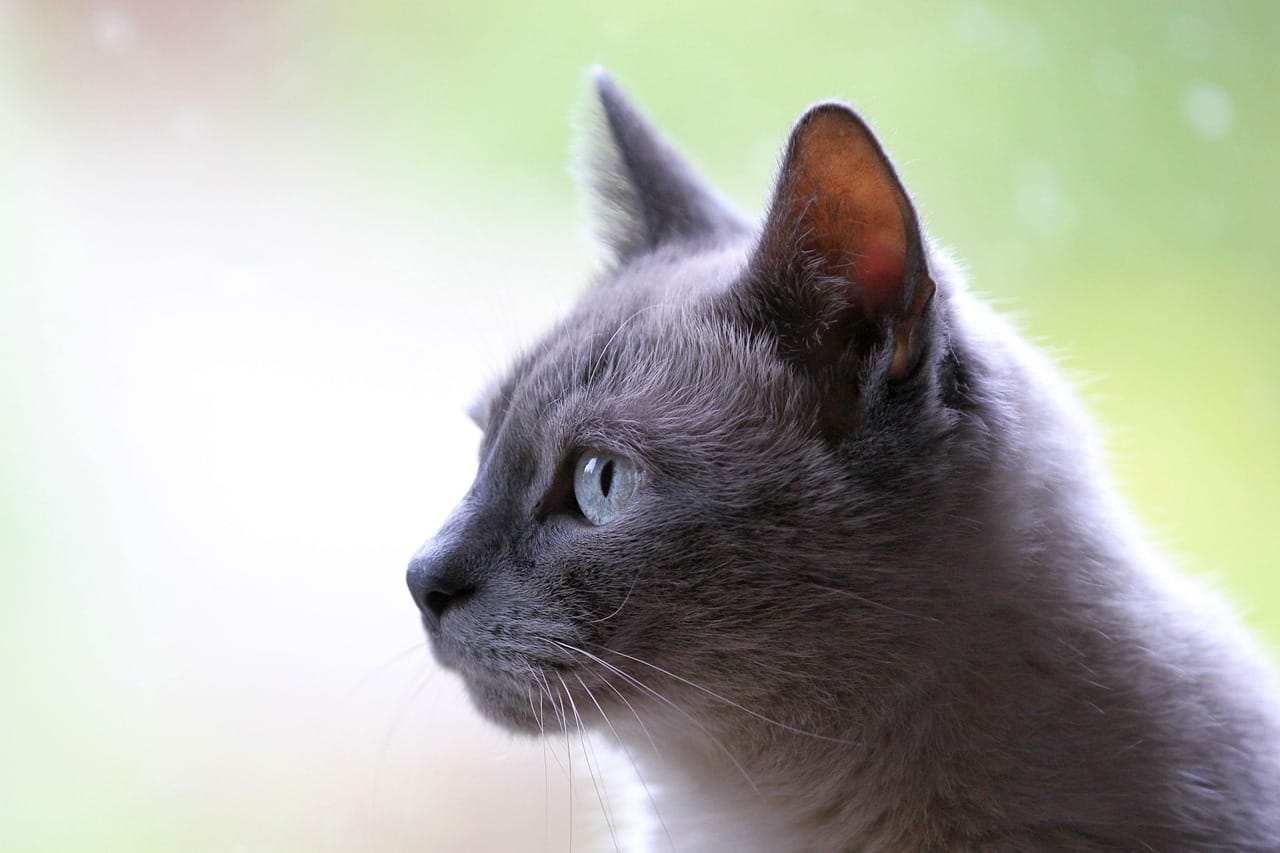 cat pfp meme
