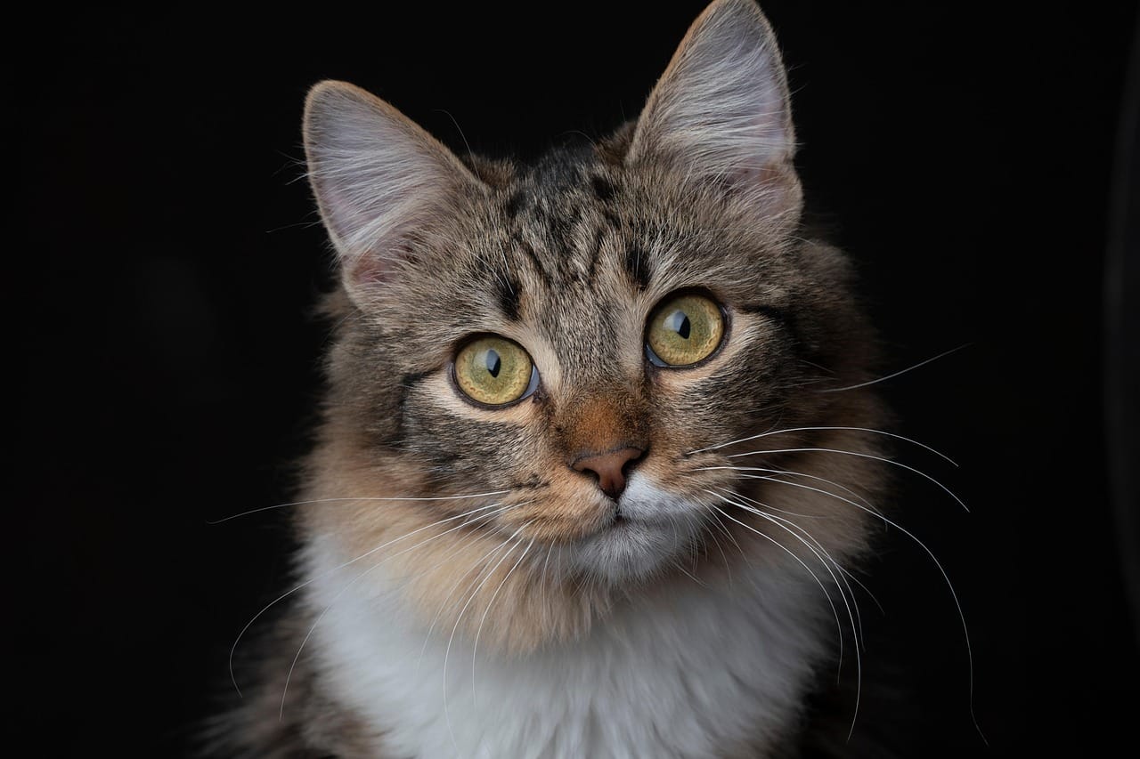 cat photo