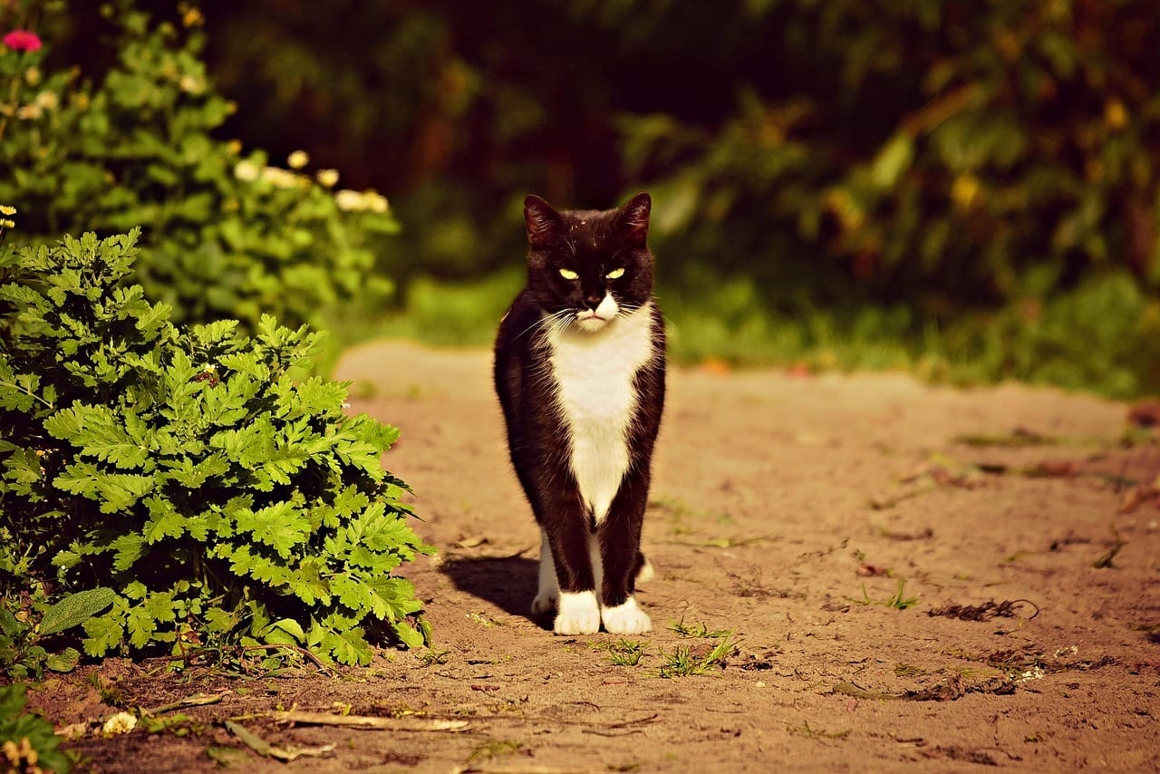 cat pic