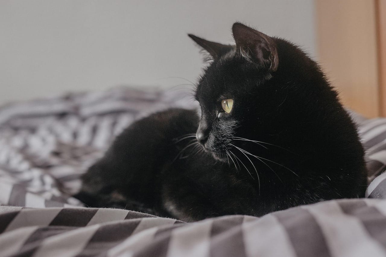 cat picture