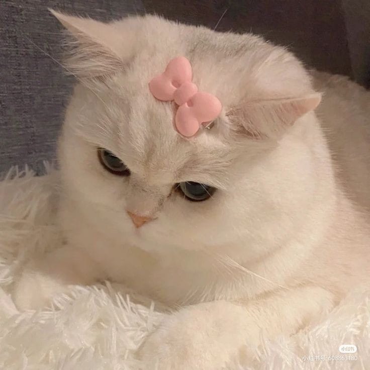 cool cat pfp