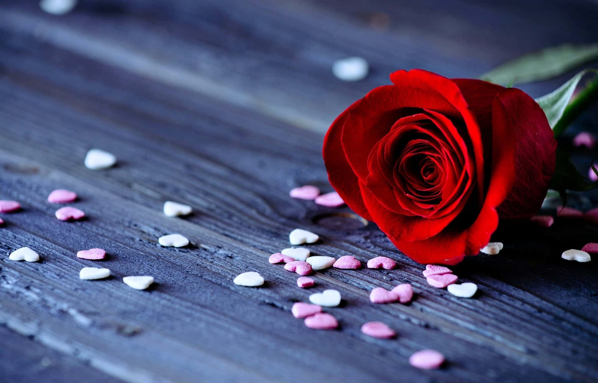flowers dp