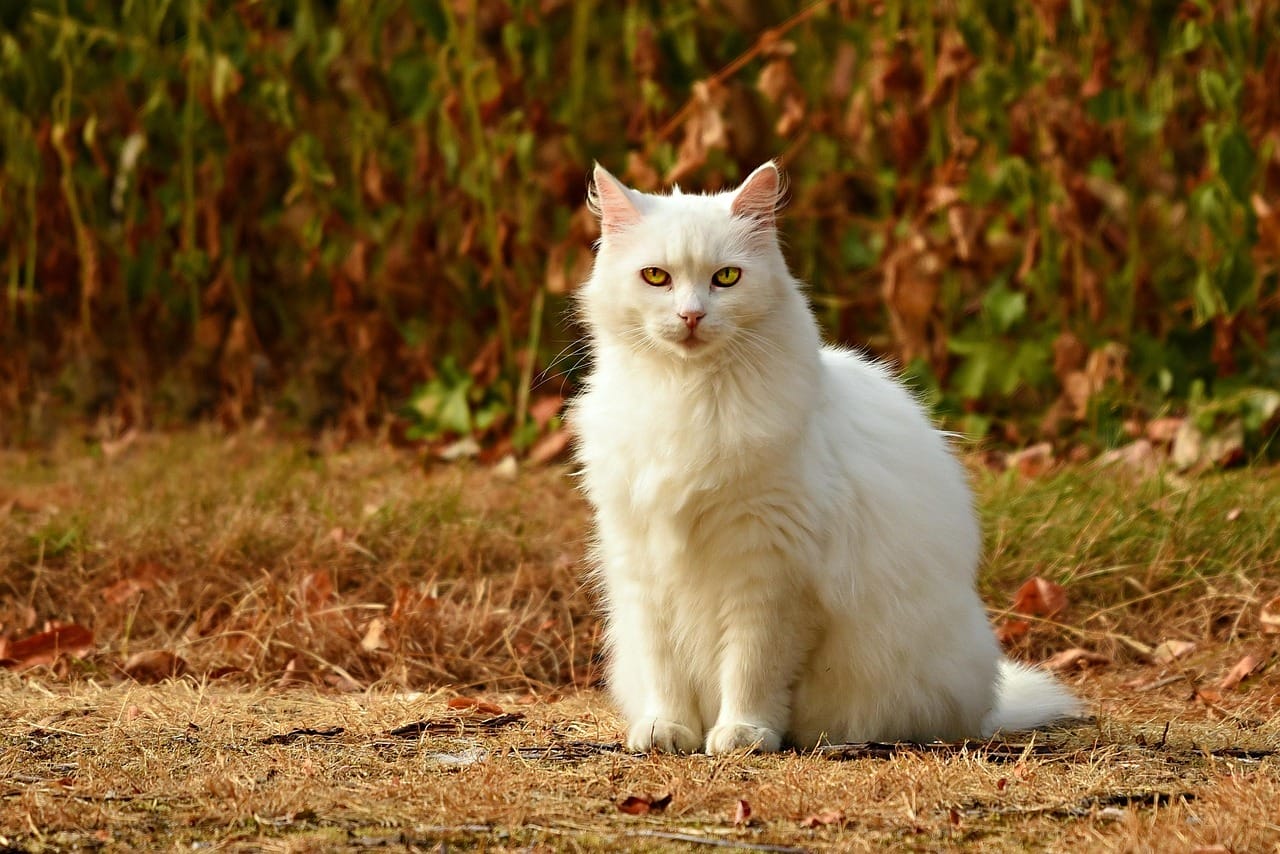 real cat images