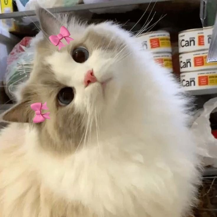 silly cat pfp